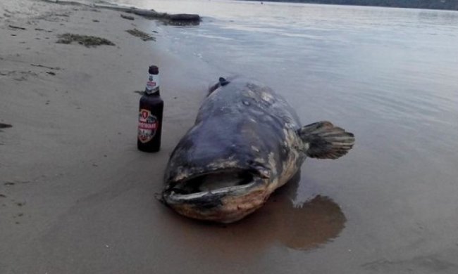 У Запоріжжі сом викинувся на берег