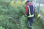 На Львівщині в кущах знайшли понівечений труп чоловіка: "Мумія!"