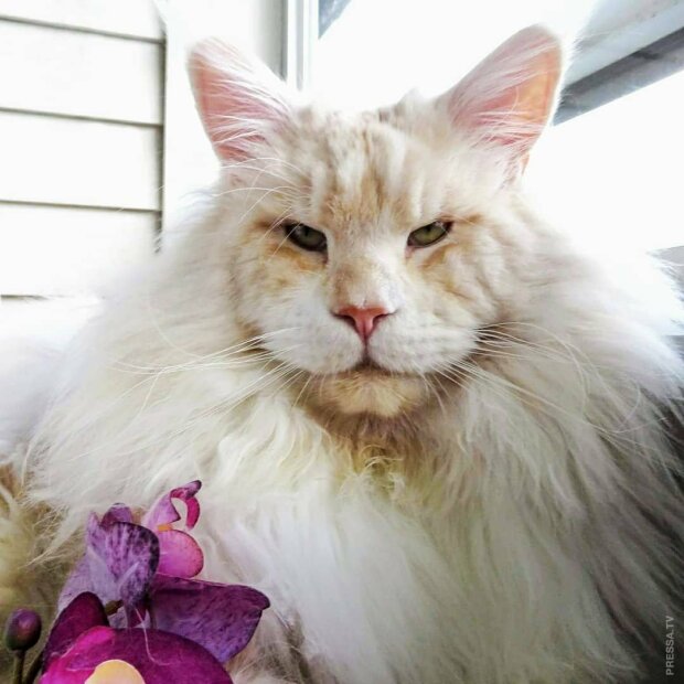 Хорошего кота должно быть много: знакомьтесь, это мейн-кун Лотос, и он настоящая звезда интернета. Секрет успеха прост — он чертовски шикарен