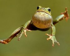 Село в Запорожской области атаковали жабы