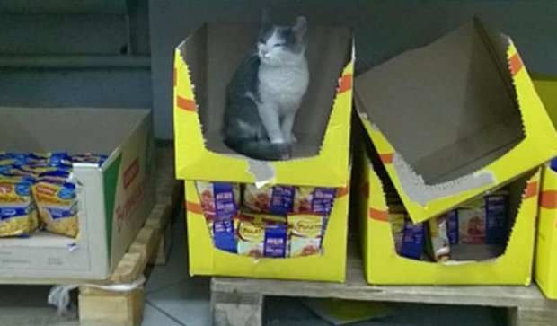 В луцком супермаркете «продают» кота (фото) 