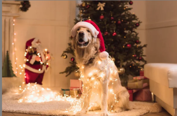 Собака и новогодние праздники: фото из свободных источников