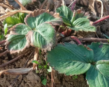 Клубника, огород, изображение из свободных источников