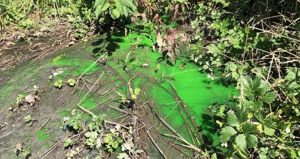 На Львовщине по парку потекла неизвестная жидкость: "Оно зеленое!"