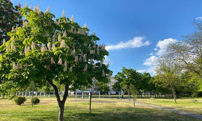 Весна, каштаны, парк, фото: Знай.ua