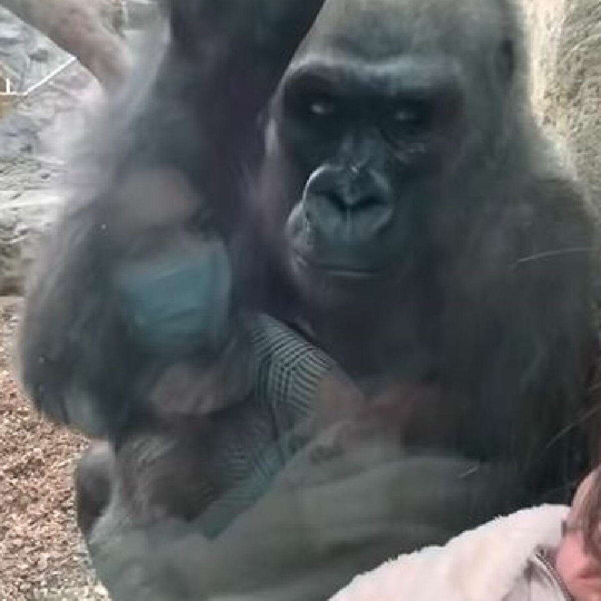 Добрая горилла познакомила человеческого малыша со своим детёнышем - ЗНАЙ ЮА
