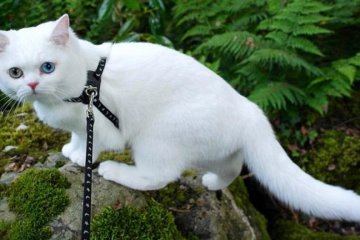 Кошка с разноцветными глазами снимается для известных брендов