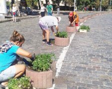 Посеред  Інститутської посадили чорнобривці (фото) 