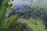 Цвітіння Дніпра: фото скрін Ютуб