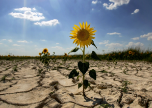 Посуха в Україні, фото: Ukrainianwall.com