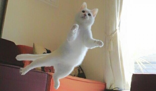 Танцююча кішка підкорила Twitter