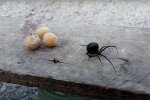 паук-каракурт, скриншот из видео