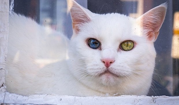 Коти з різнокольоровими очима стали хітом інтернету (фото)