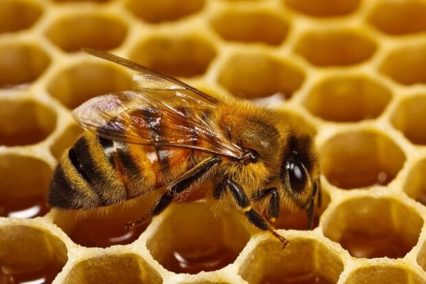 Пчела делает мед, фото со свободных источников