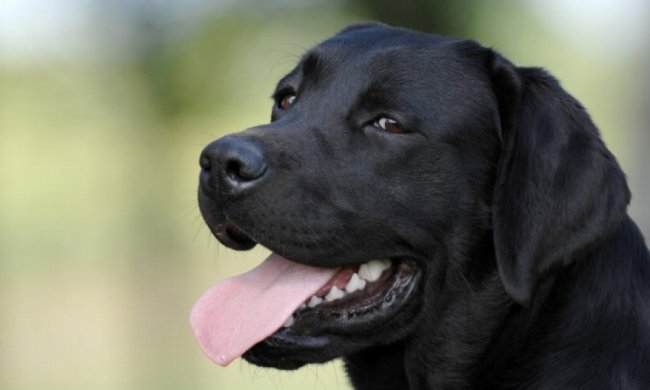 Реакція песика на кондиціонер підкорила інтернет (відео)