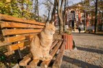 Львів'яни, тримайте парасольки міцніше: 2 листопада в місто нагрянуть дощ і вітер