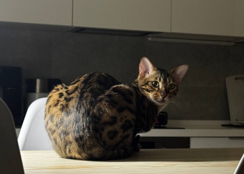 Котик, фото: Знай.ua