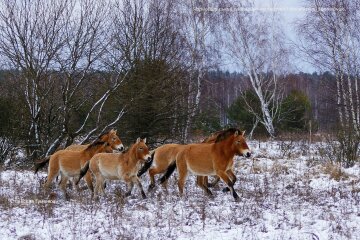 Заповідник у Чорнобилі, фото: Станіслав Гуменюк