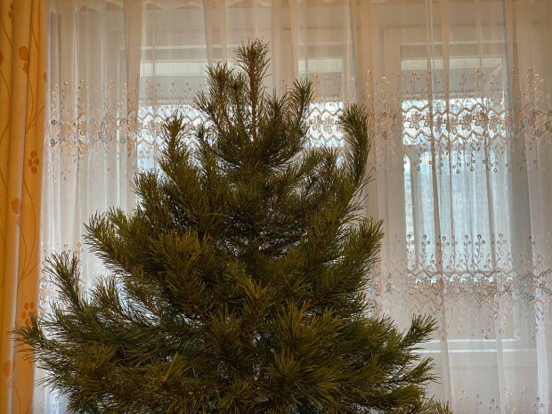 Новорічна ялинка, фото: Знай.ua