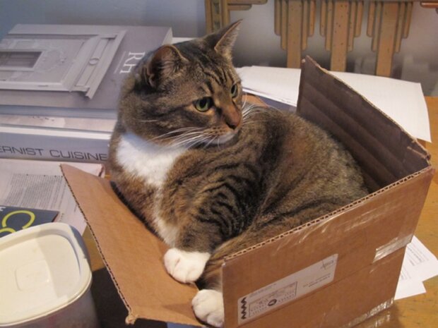 Кошка в коробке, фото из свободных источников