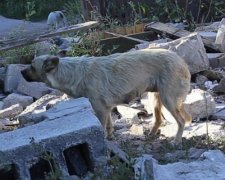 Вибиті вікна та попелище: терористи обстріляли Новоласпу (фото)