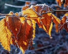 Погода в Запорожье на 23 ноября, фото: Соцпортал