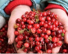 Клюква, скриншот: YouTube