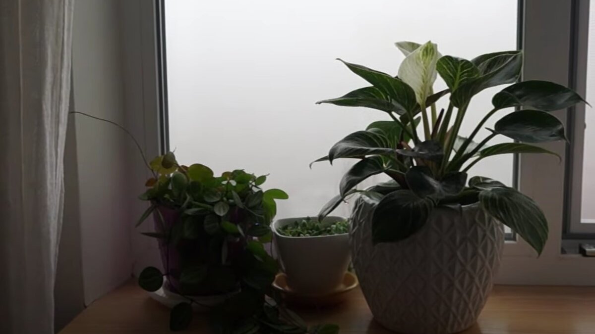 Подкормка комнатных цветов: чем удобрить растения в домашних условиях