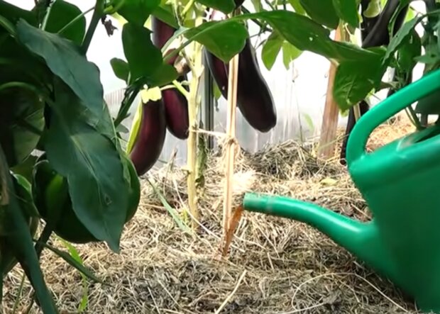 Выращивание баклажанов, кадр из видео