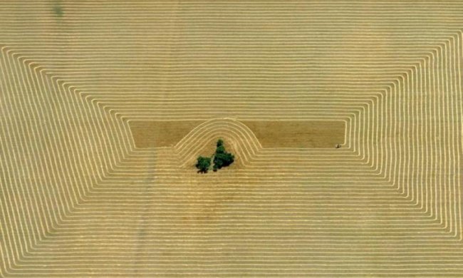 Генетики врятують людство від голоду