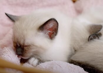 Котик, скріншот: Youtube