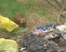 собака / скріншот з відео