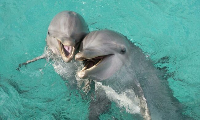 Дельфины, Пикабу