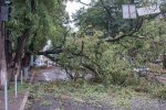 Під Полтавою на 6-річного малюка звалилося дерево: лікарі збирають по шматочках
