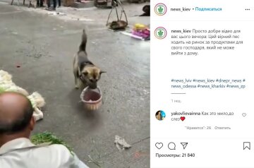 Київський песик, скріншот: Instagram