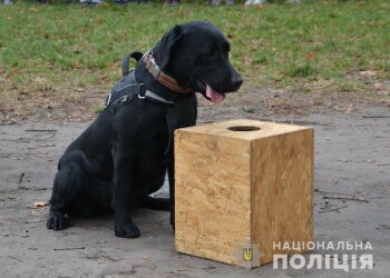 Лабрадор Чинзана, фото Нацполиции
