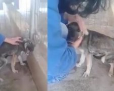 Пронизливе відео з собакою, якого вперше погладили (відео)