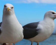 Гигантская чайка ворвалась в прямой эфир