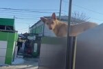 Пес поселился на крыше магазина, кадр из репортажа ТСН: YouTube