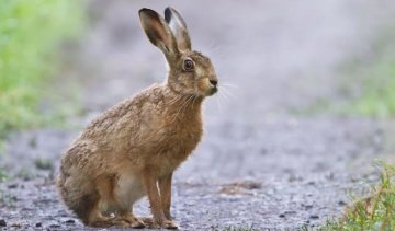 Самовіддана любов матері-зайчихи шокувала мережу