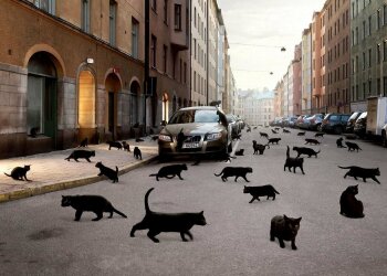 Черные коты, фото - uCrazy