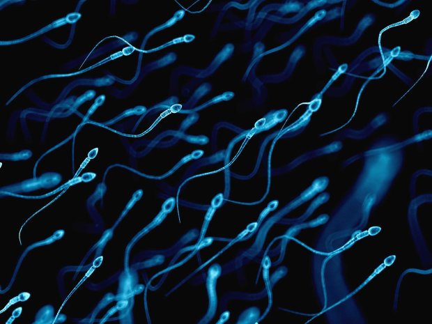 Спермагеддон: нове дослідження змусило здригнутися чоловіків