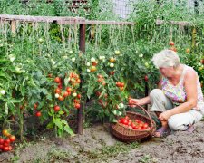 Вчені знайшли смертельну небезпеку в улюбленому овочі українців