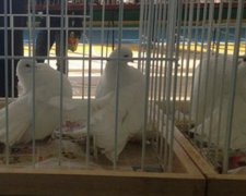 Традиційна виставка-продаж декоративних голубів пройшла на Снятинщині (фото)