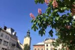 Зацвіли каштани, фото Олександра Сладкова
