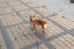 У Франківську отруїли собаку, фото: Facebook Ірина Білитюк