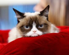 Лучшие мемы на 28 мая: радостная новость от Мэй и последние фото сердитой Grumpy Cat