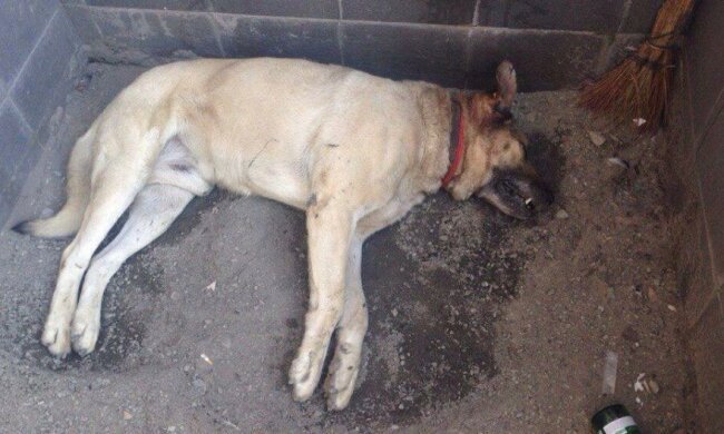 Київщина усіяна трупами тварин (ФОТО)