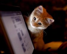 Головне за ніч: "Амністія" ВКонтакте та нова жертва Petya