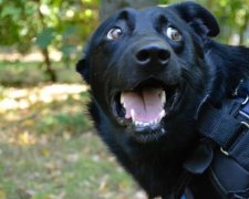 Біжи, поки цілий! Пес героїчно врятував дівчину від зухвалого злодія